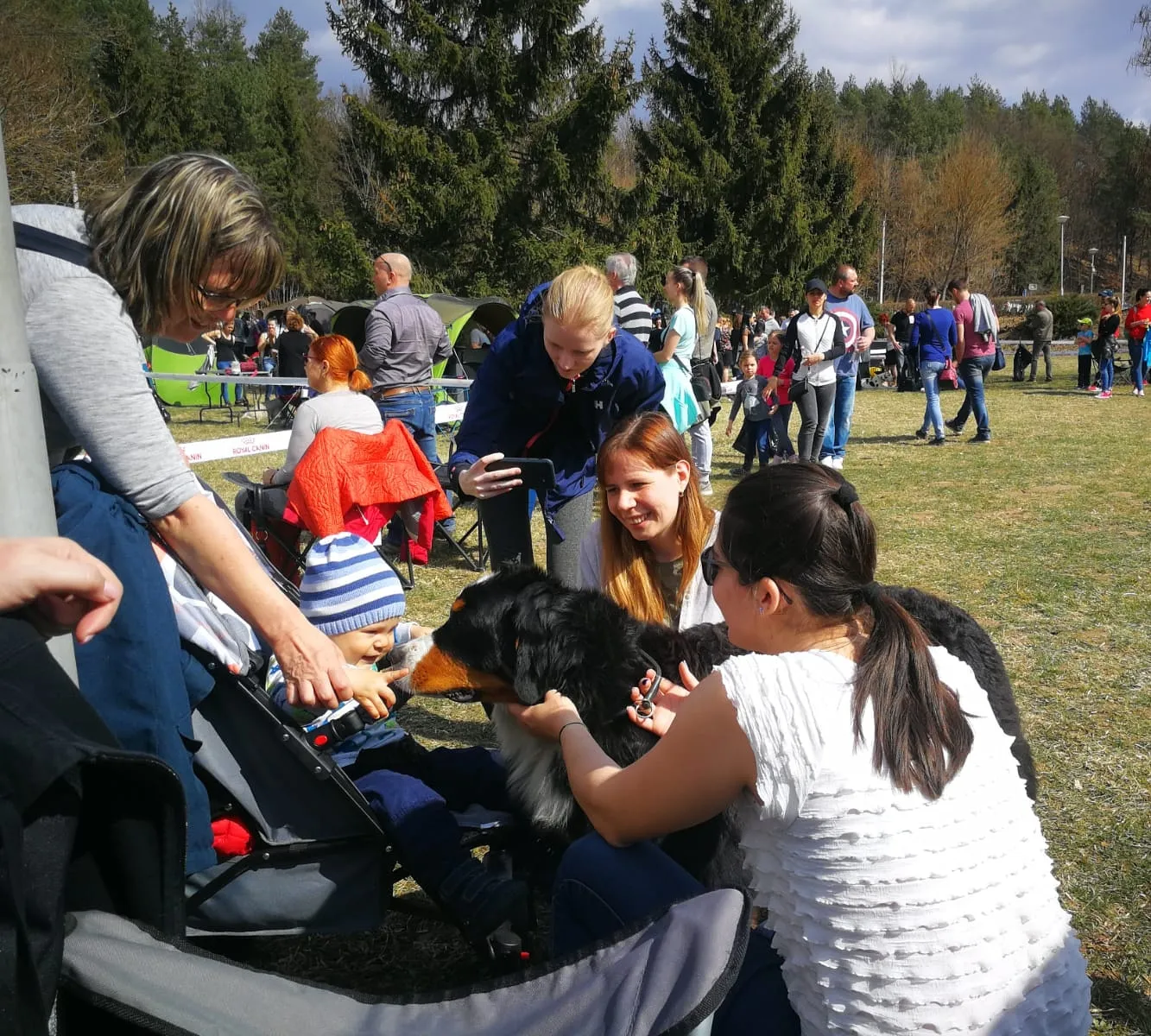 Berni pásztorkutya családi kutya