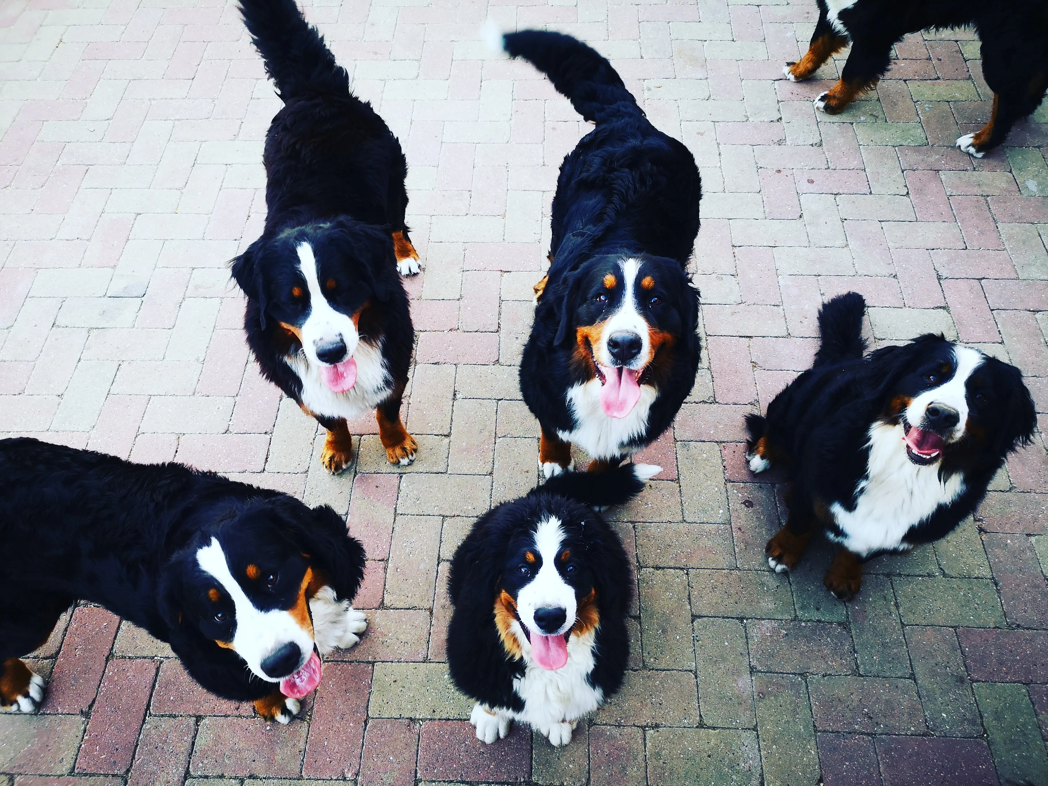 Berni pásztorkutya nevelés