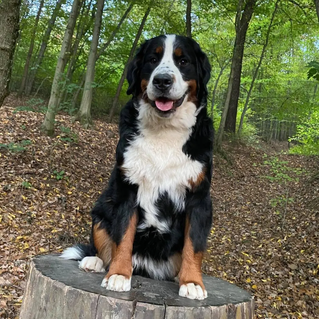 Luxury Prince Edgard Gold Heart