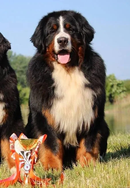 Öreghegyi-Mackó Pecorino