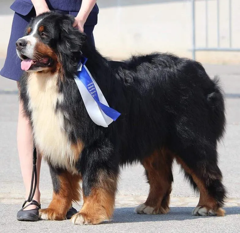 Öreghegyi-Mackó Pecorino