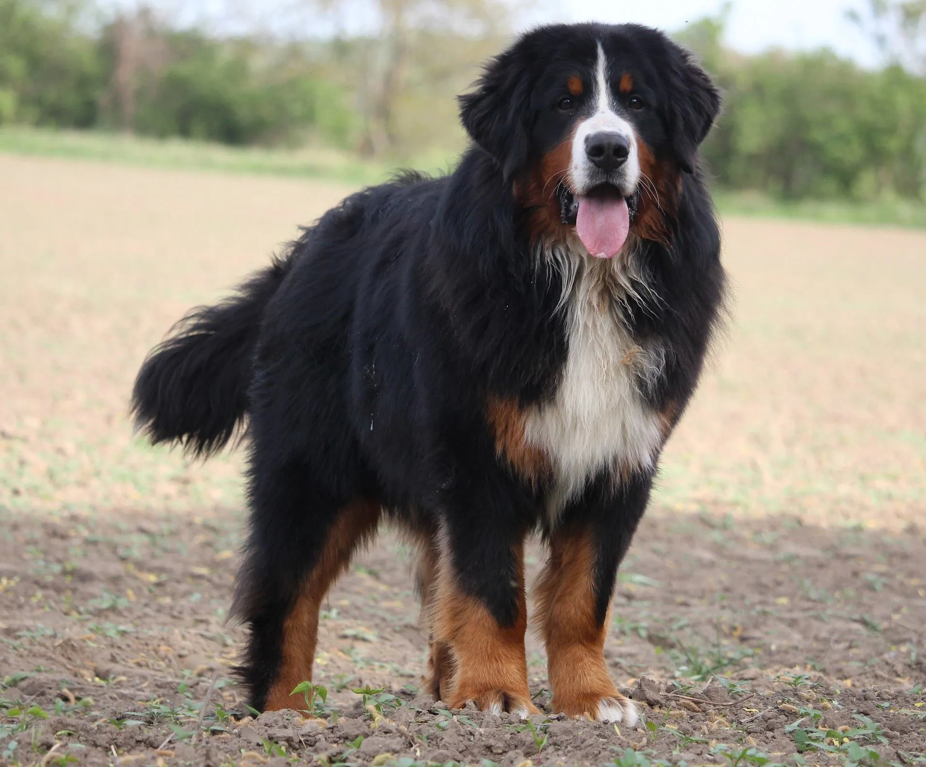 Öreghegyi-Mackó Pecorino