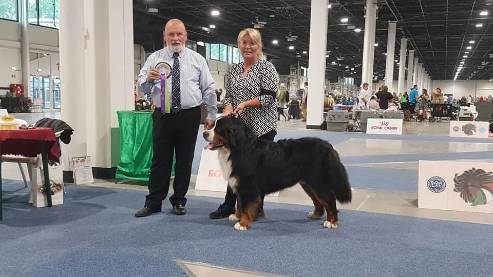 Morris Montbright Pride of Justin