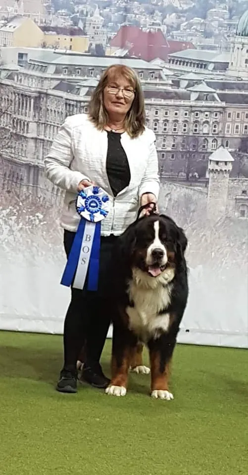 Morris Montbright Pride of Justin