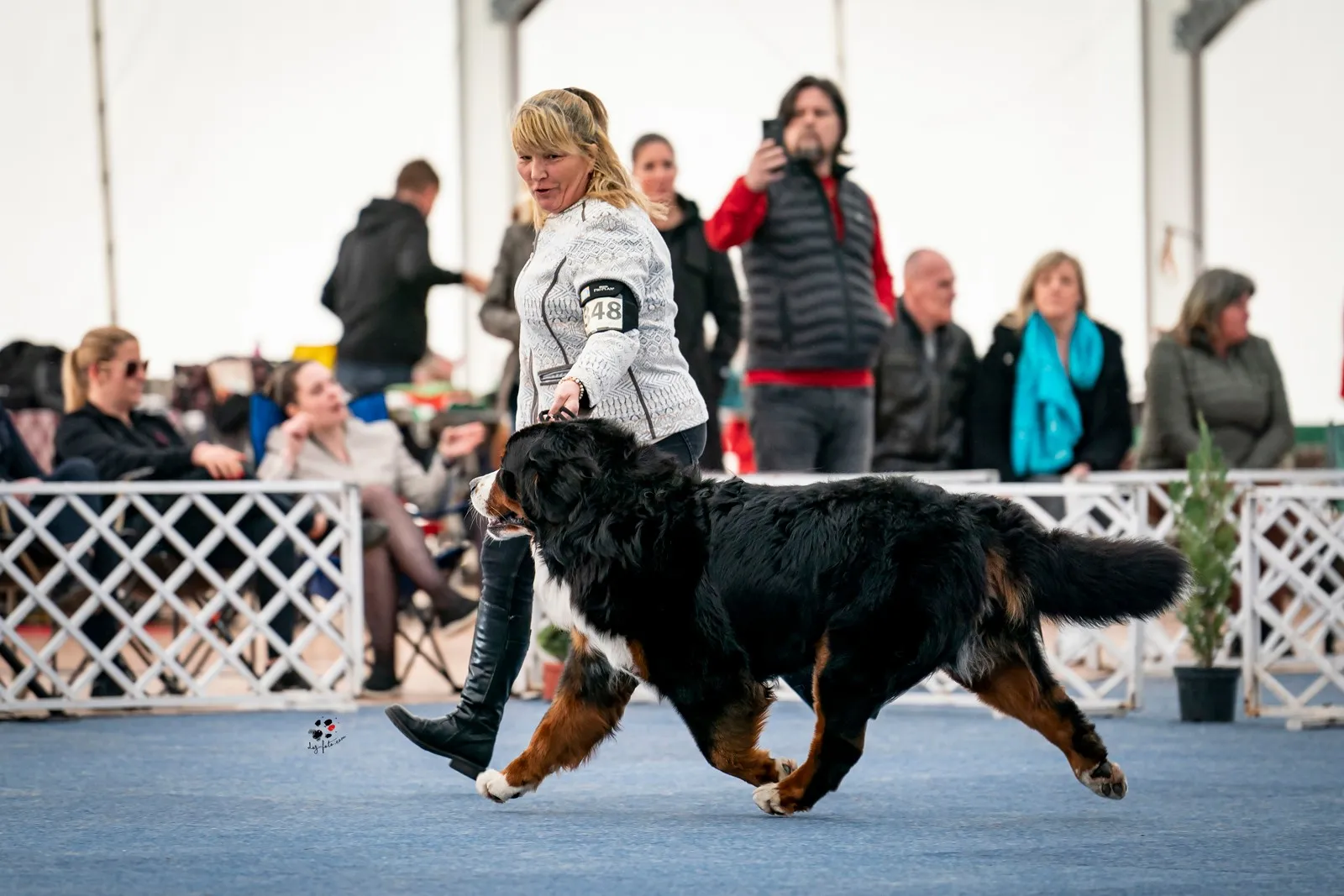 Morris Montbright Pride of Justin