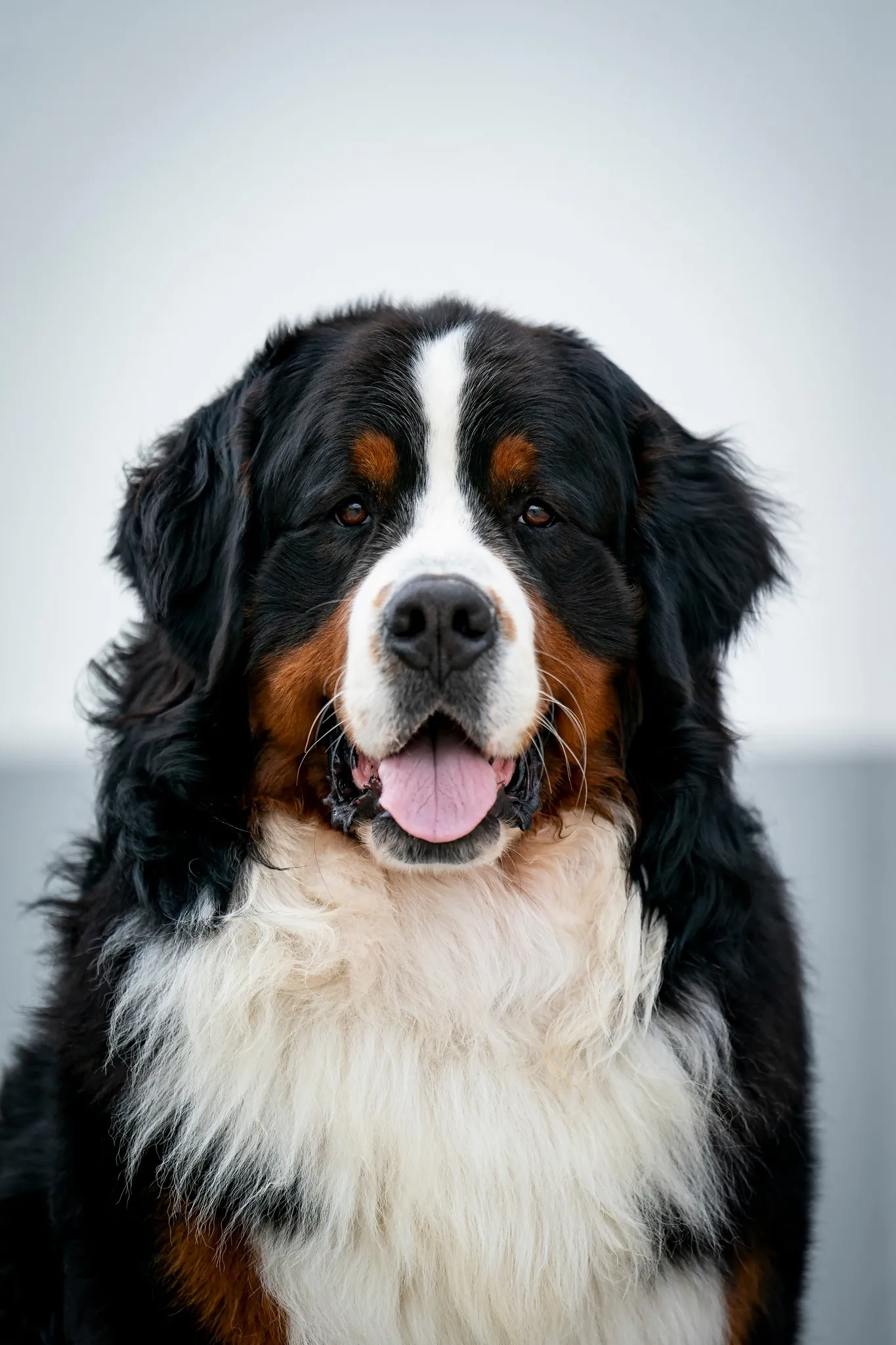 Morris Montbright Pride of Justin