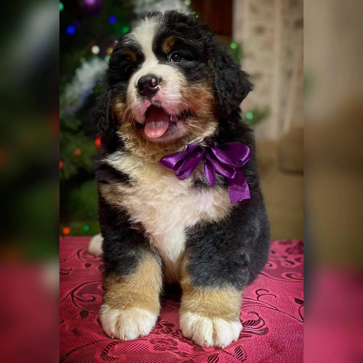 Morris Montbright Pride of Justin