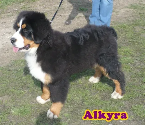 Alkyra