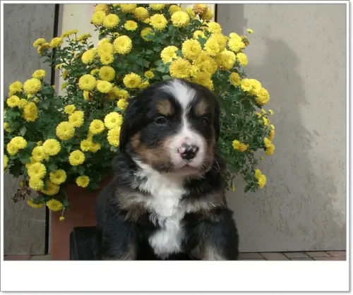 Axel