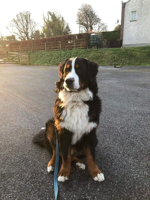Daithi Magic Bernese
