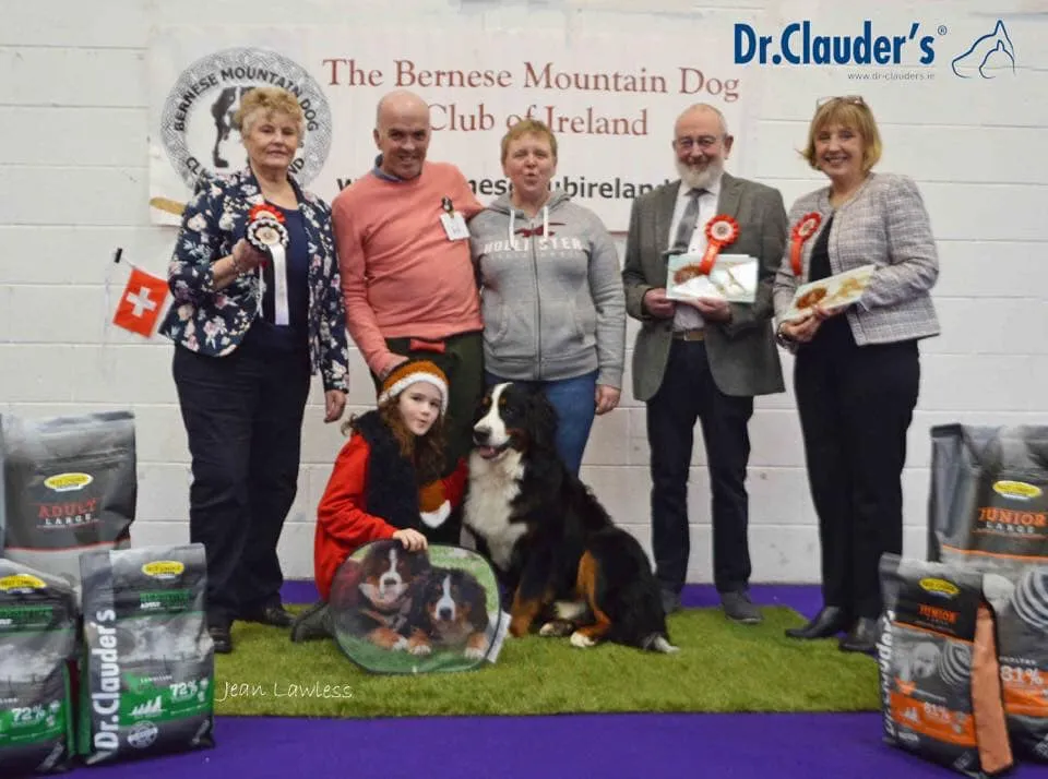 Daithi Magic Bernese