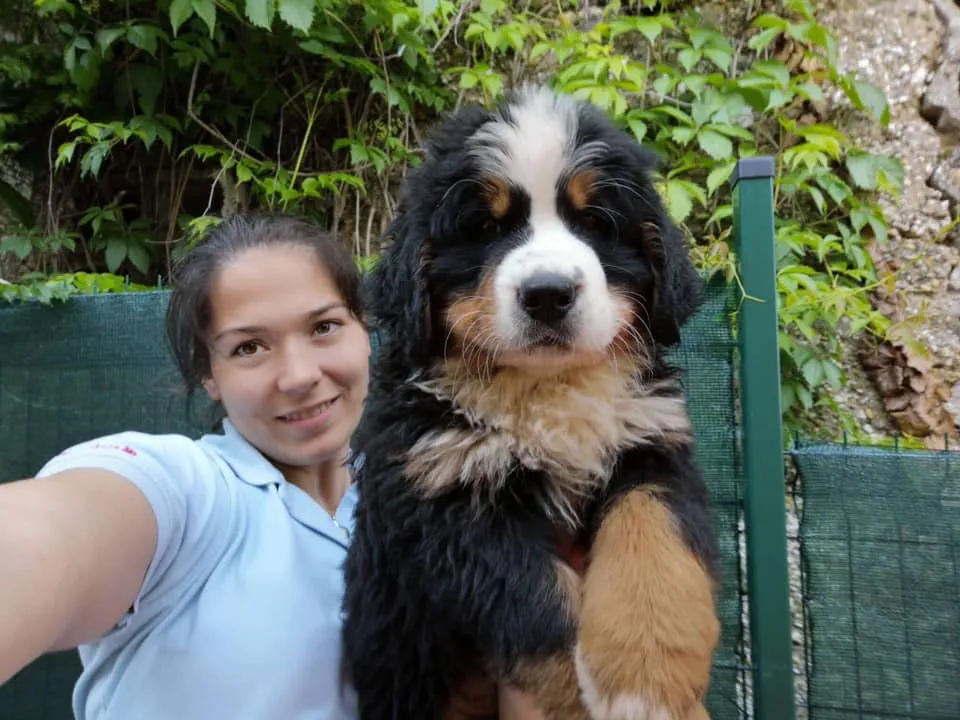 Daithi Magic Bernese