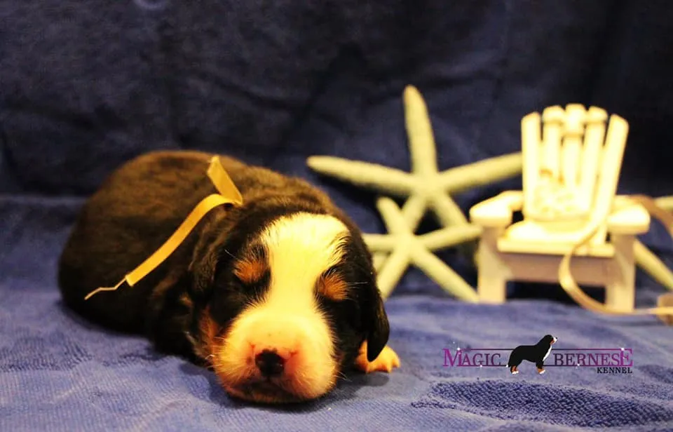 Daithi Magic Bernese