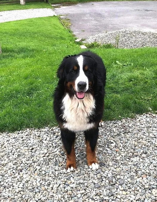 Daithi Magic Bernese