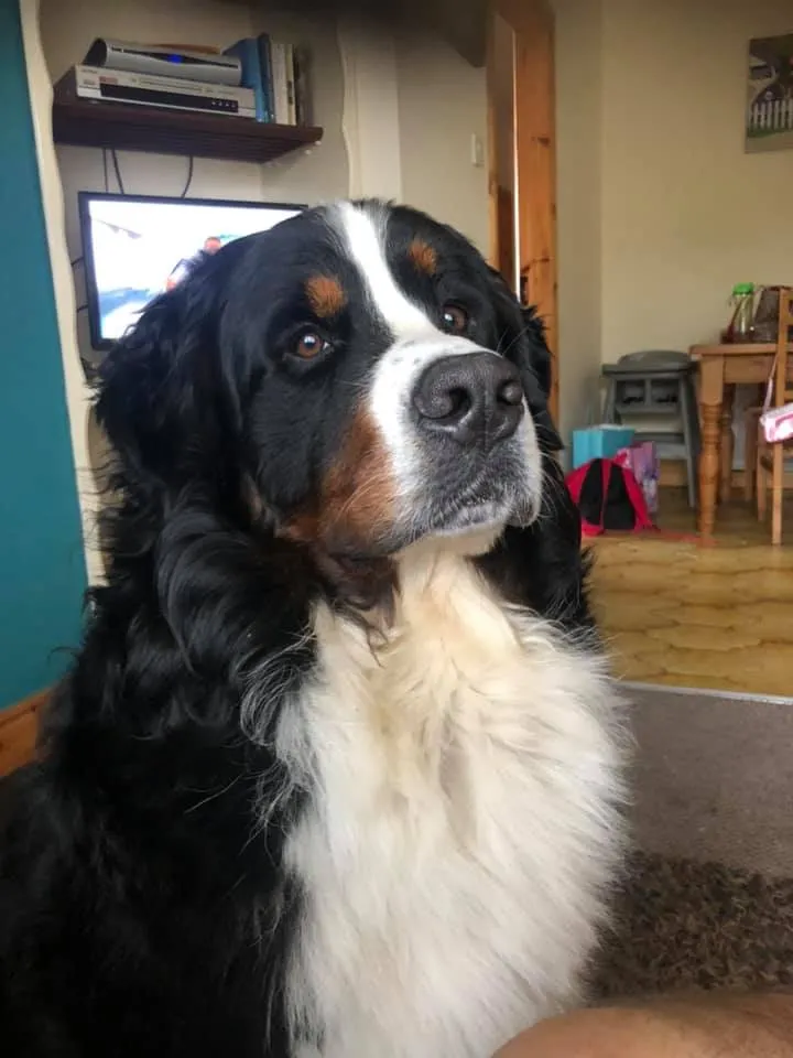 Daithi Magic Bernese