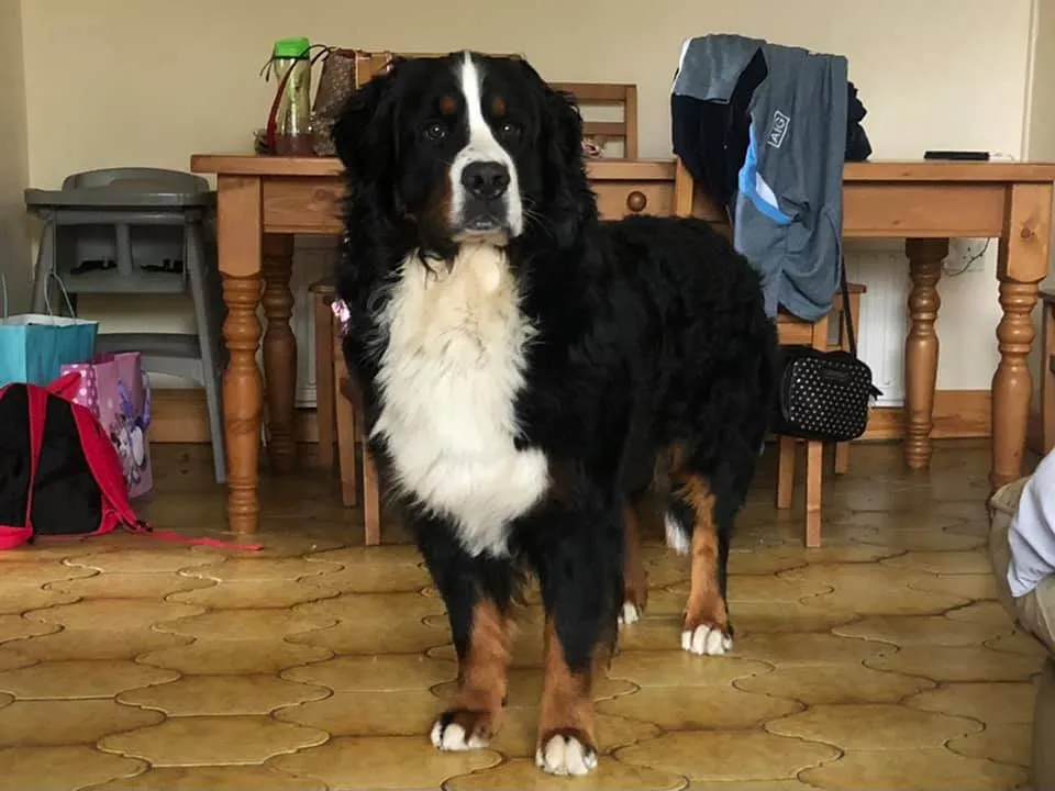 Daithi Magic Bernese