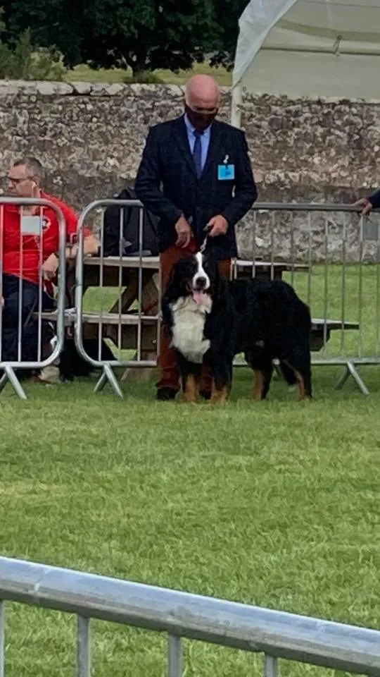 Daithi Magic Bernese