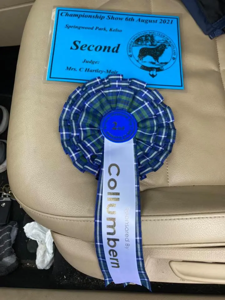 Daithi Magic Bernese