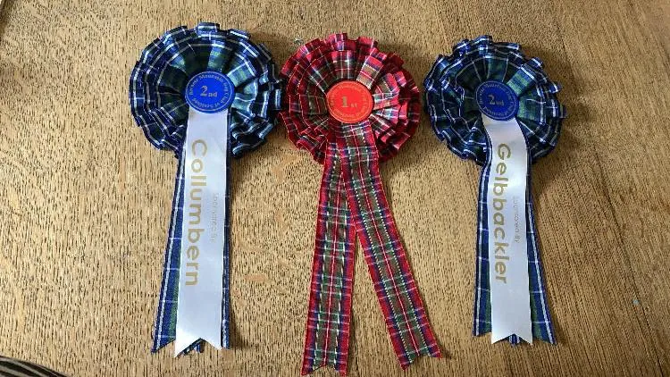 Daithi Magic Bernese