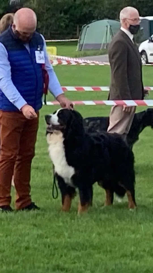 Daithi Magic Bernese