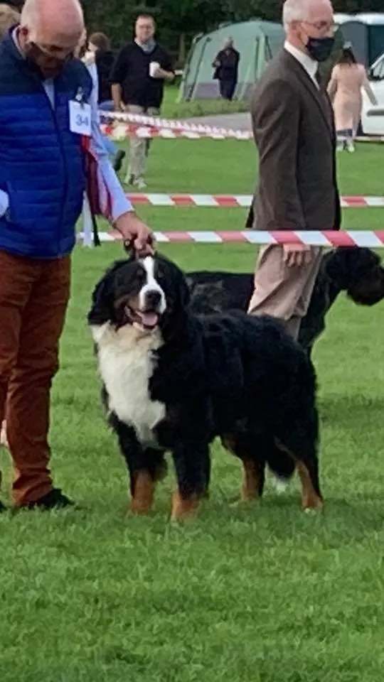 Daithi Magic Bernese
