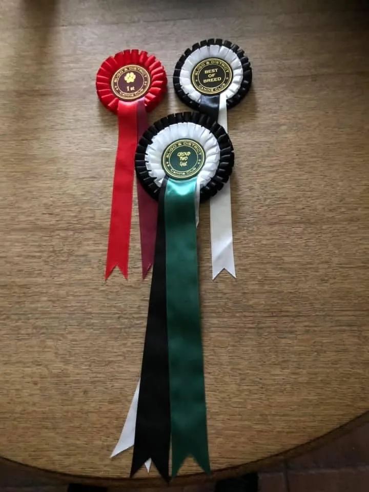 Daithi Magic Bernese