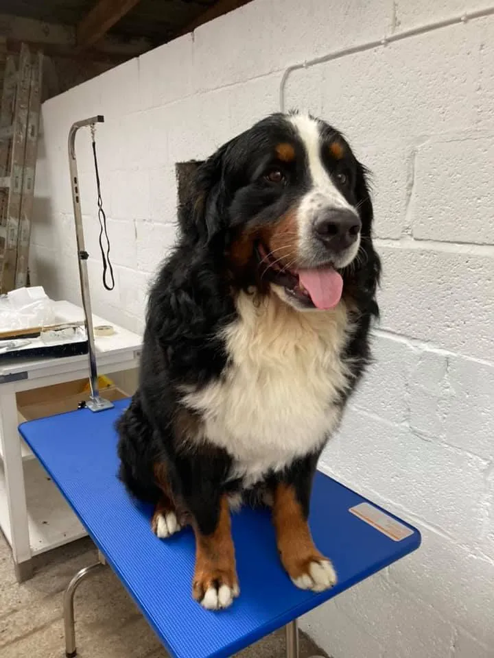 Daithi Magic Bernese