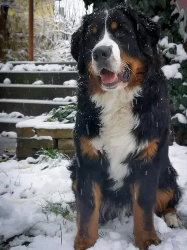 Dagda