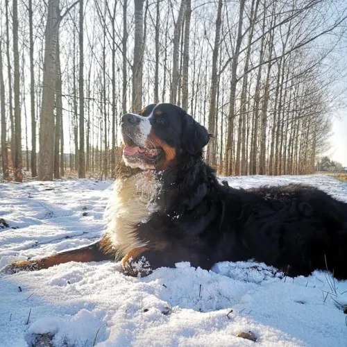Dagda
