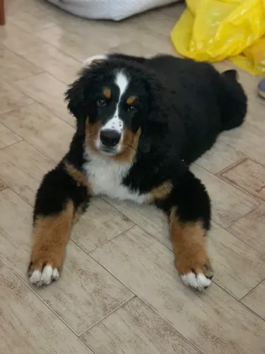 Daisy "Luna"