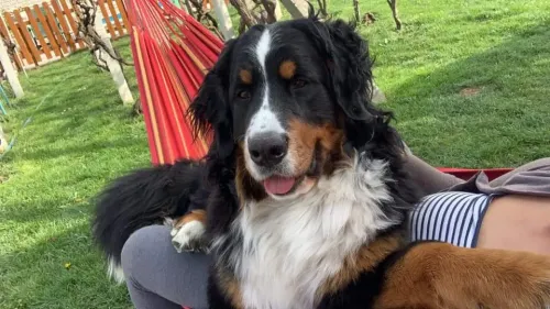 Daisy "Luna"