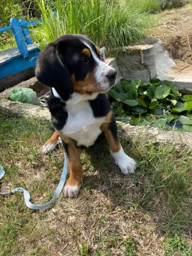 Áfonya