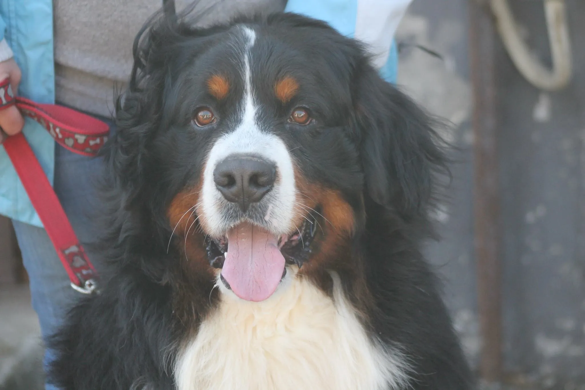 Kappahegyi Just for You "Jack"