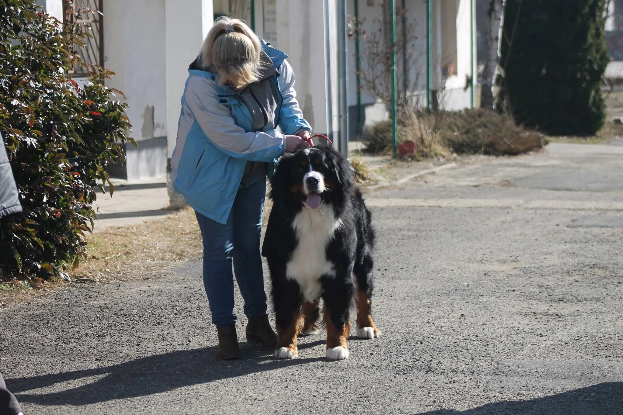 Kappahegyi Just for You "Jack"