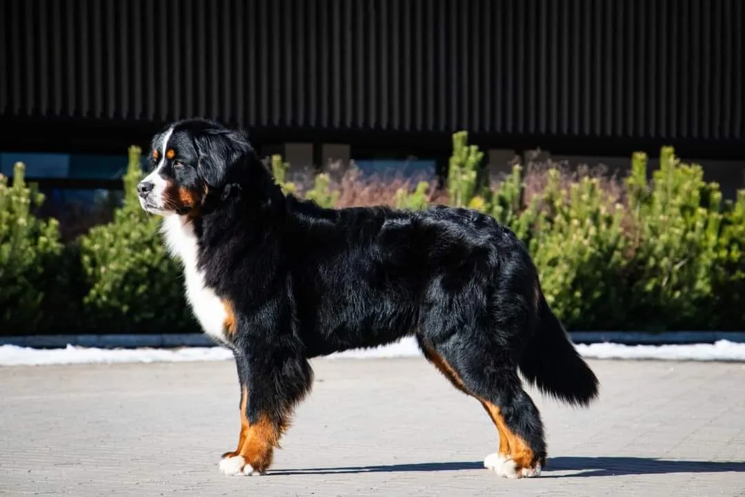 Triumph Taro Bohemijos Zibuté