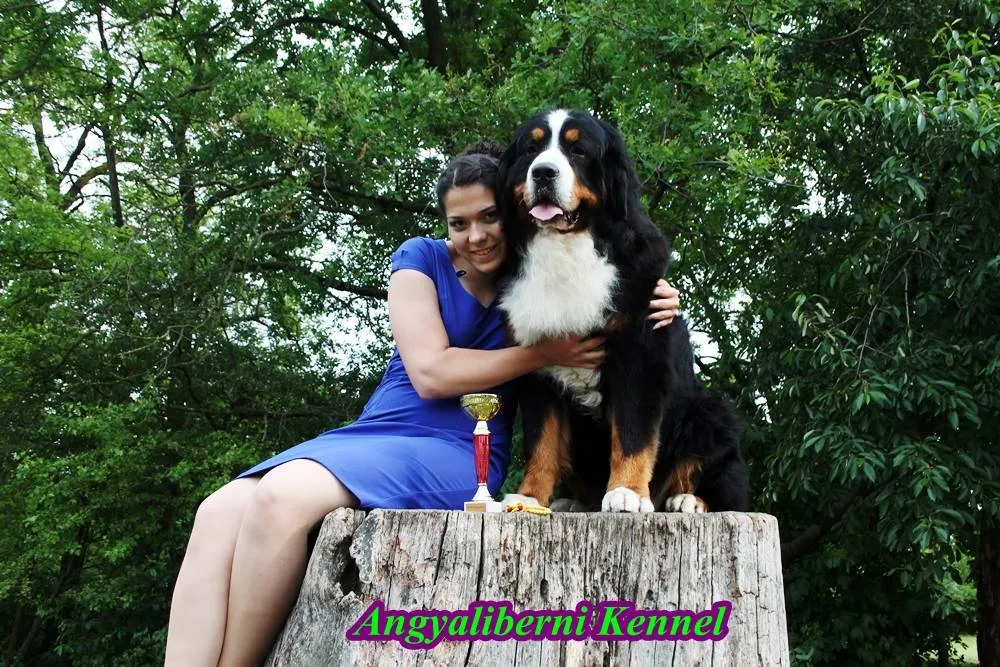 Nyíregyháza CAC 2014