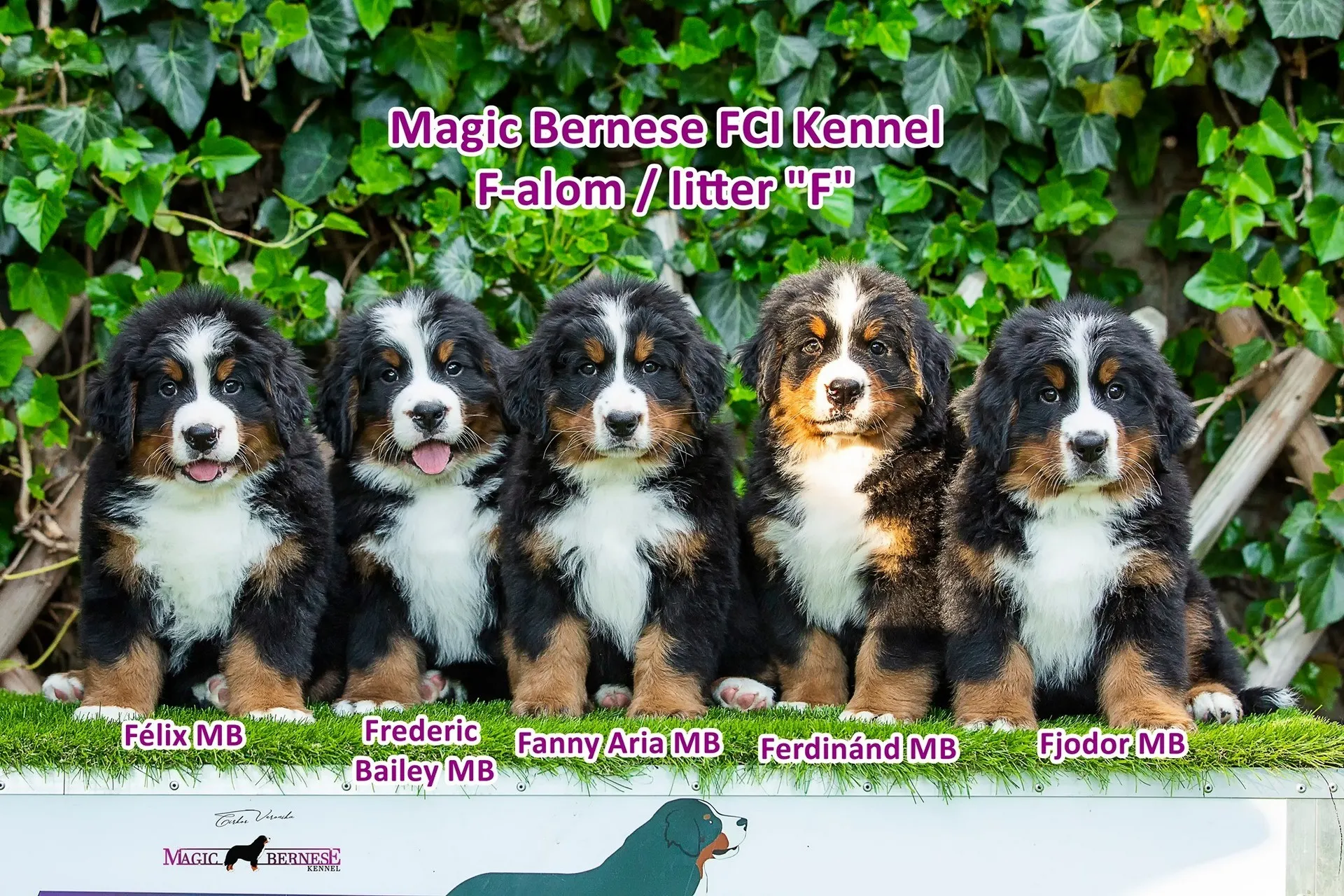 8 hetes portfólió F-alom