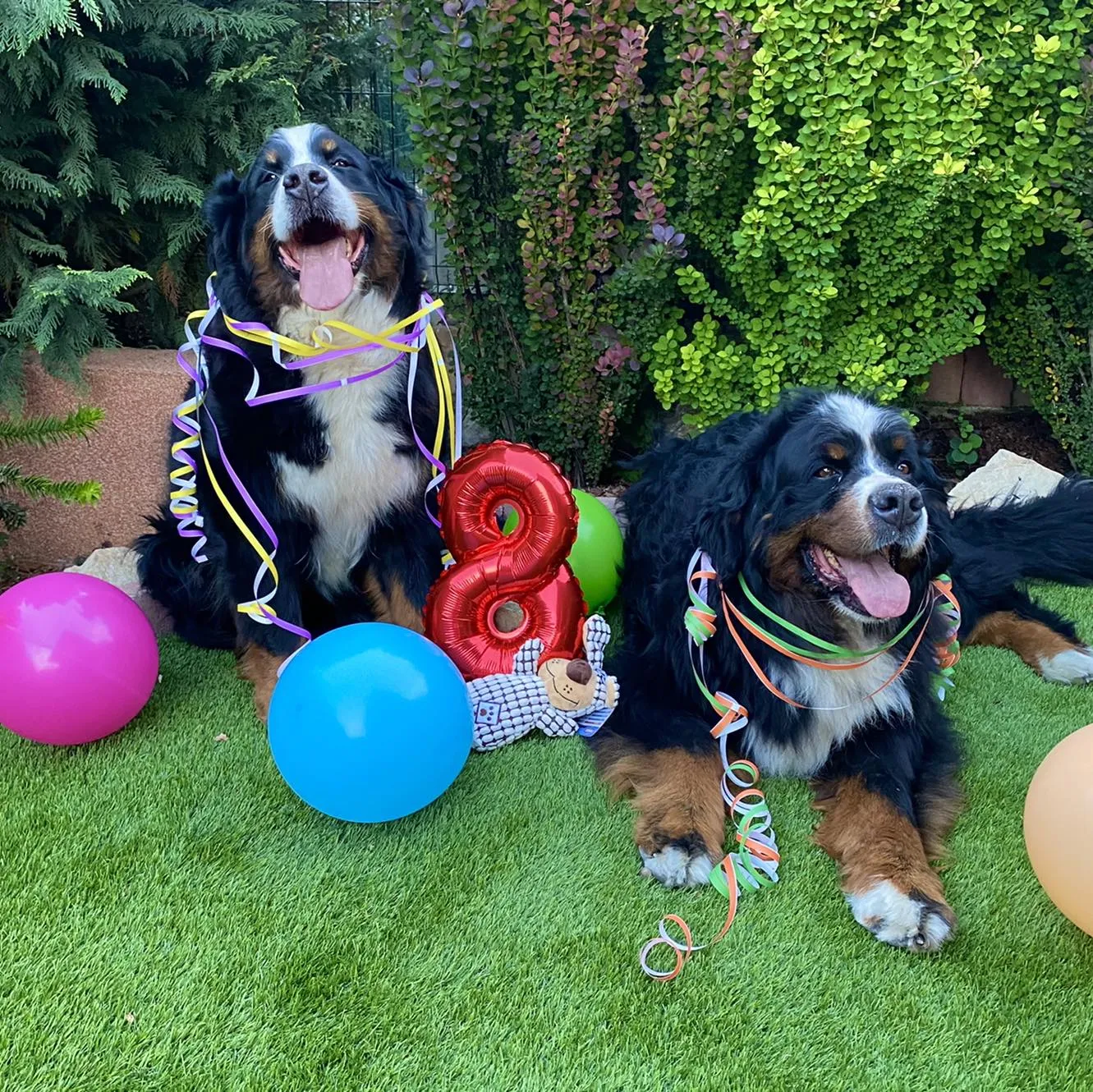 Zara és Seuso 8 éves