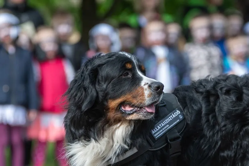 Dagda állataszisztációs bemutatója