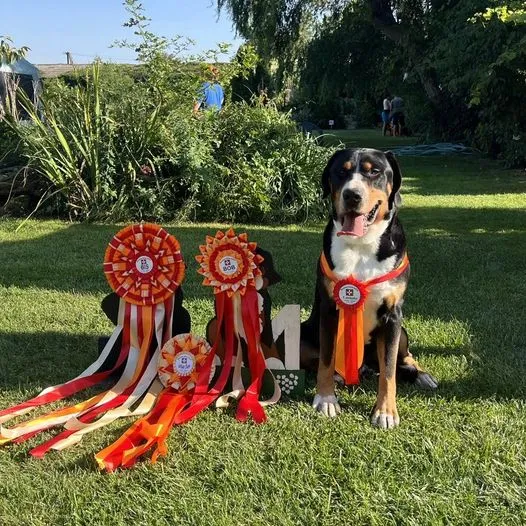 Szlovák speciál - Zeus BEST IN SHOW