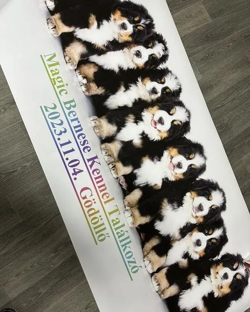 Kennel találkozó Gödöllőn