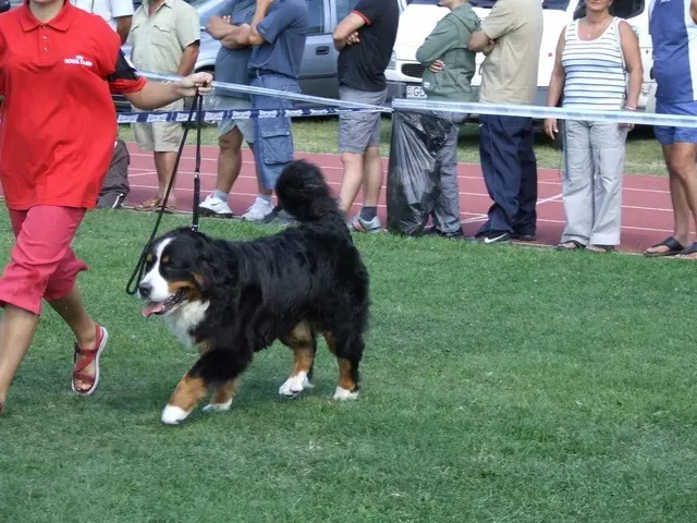 Debrecen 2xCACIB 2008