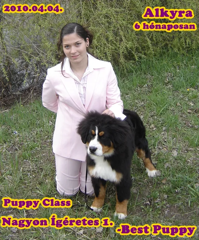 Miskolc CACIB 2010 Alkyra