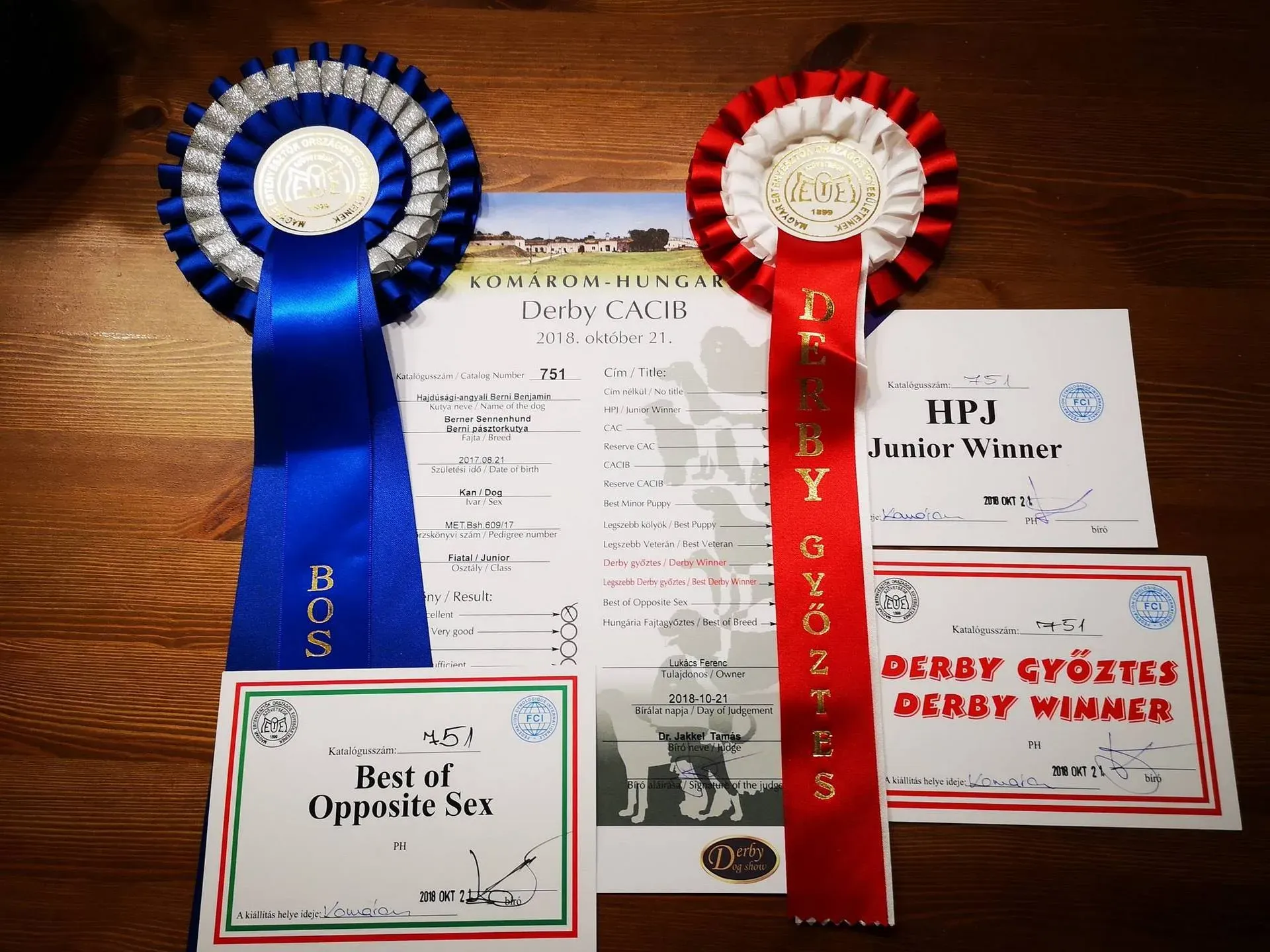 Komárom CACIB - Derby győztes