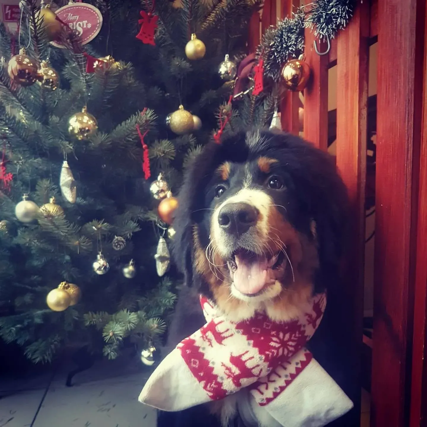 Kellemes Karácsonyt 2019