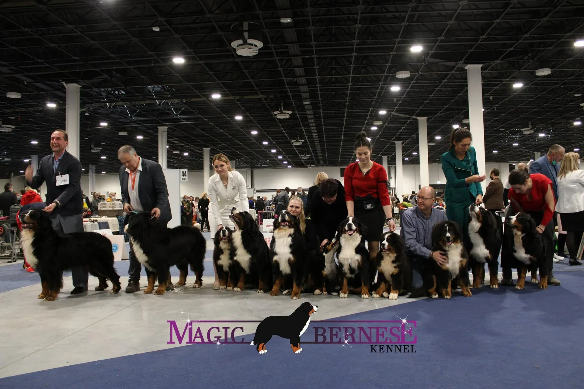 Európa kutyakiállítás Budapest