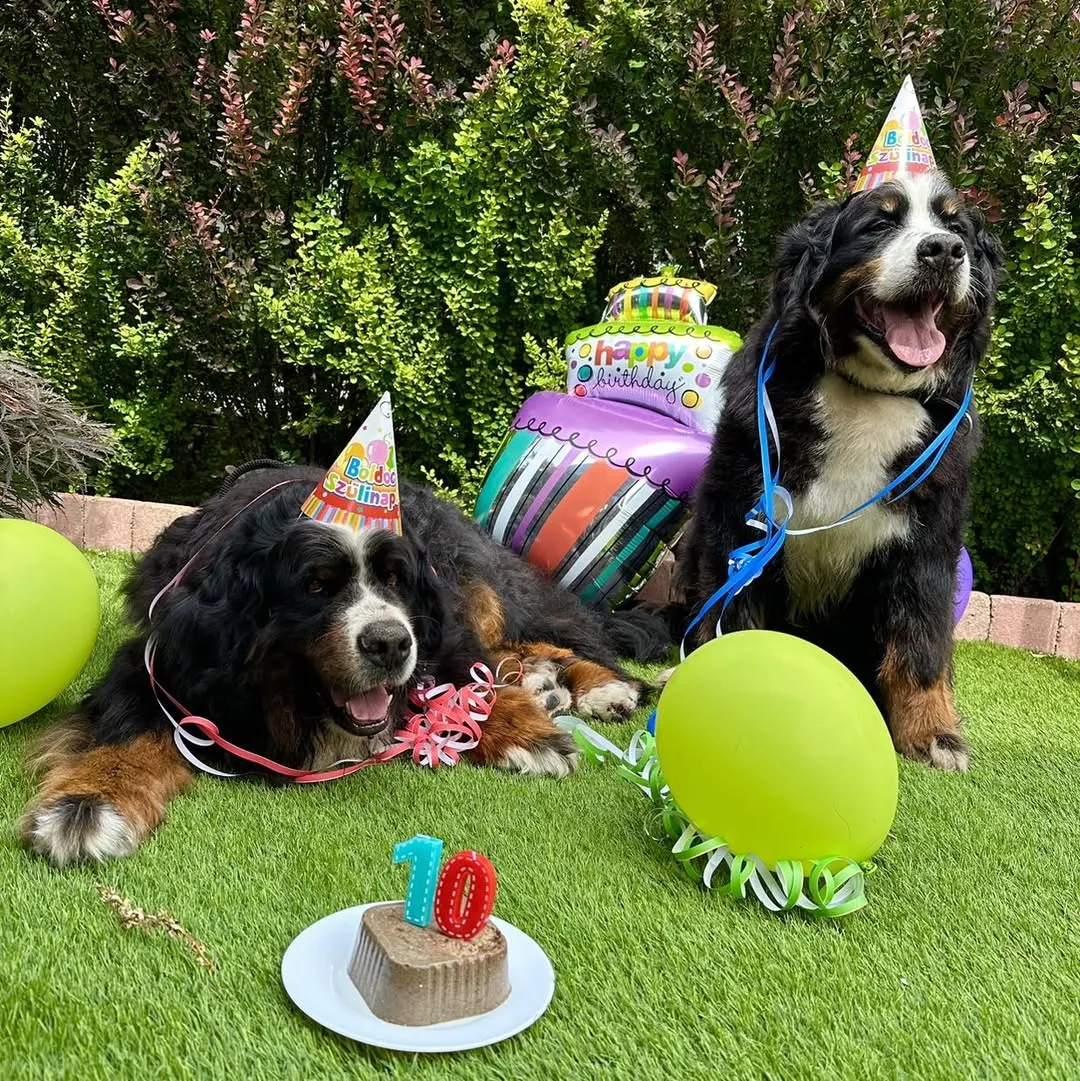 Zara és Seuso 10! évesek lettek