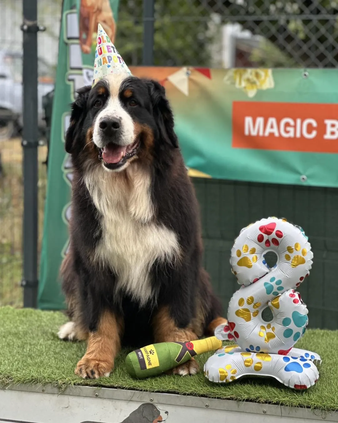 B-alom 8. születésnap