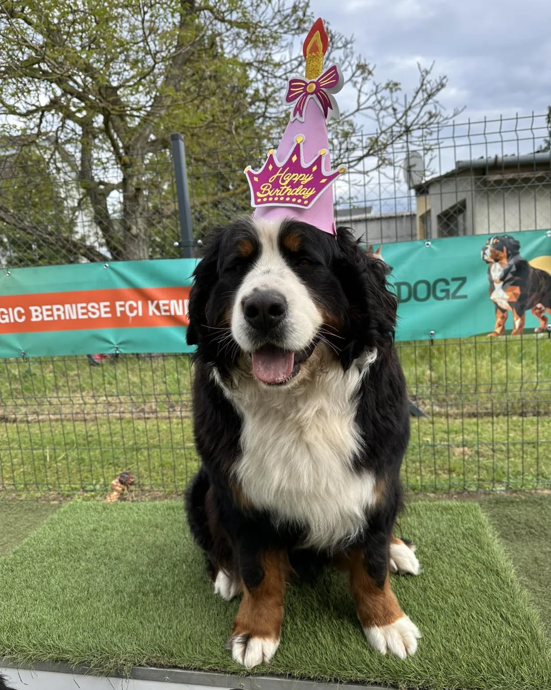 O-alom 2.születésnap