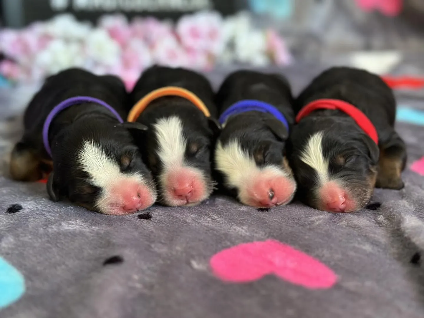 P-alom 1. születésnap